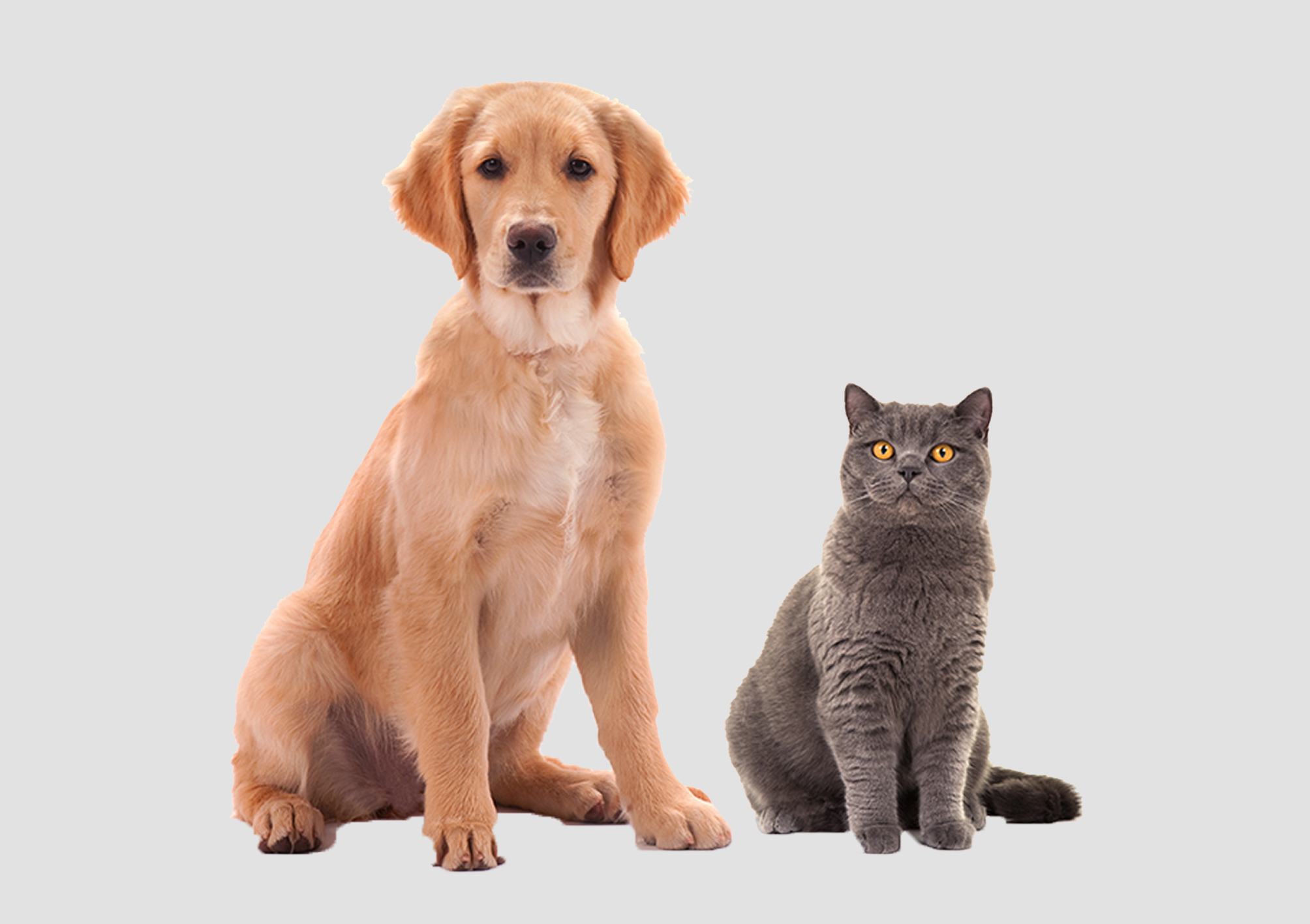 PATİM GÜVENDE SİGORTASI